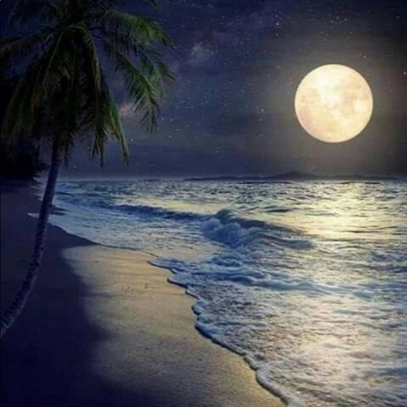 ChinaCatSunflower - Picture 6 of 6